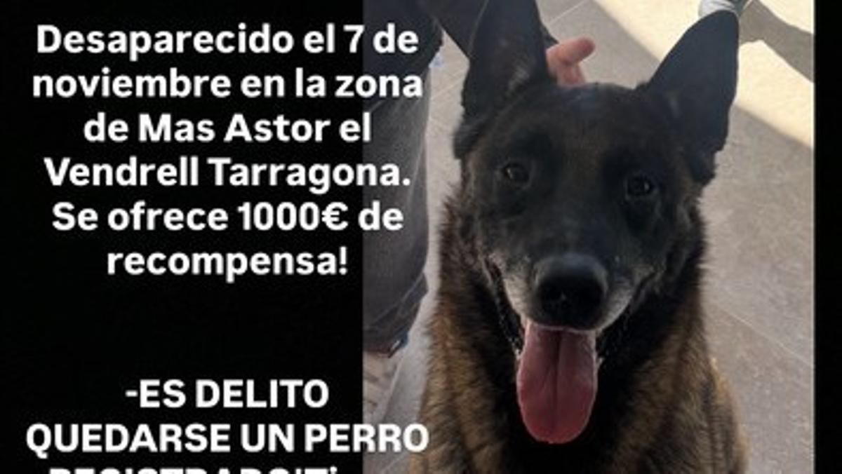 Dolar, un pastor belga malinois que se perdió en El Vendrell (Tarragona).