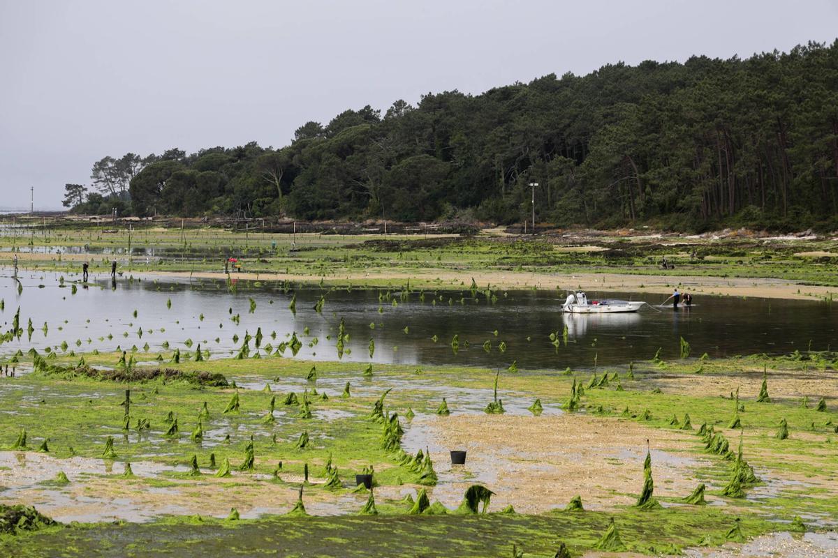 Los parques de cultivo de Carril, invadidos por un denso manto de algas.