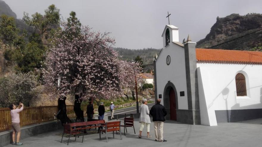 Tunte celebra el Almendro en Flor del 2 al 4 de febrero.