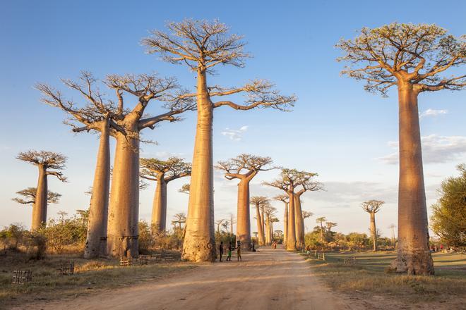 La Avenida de los Baobabs en Madagascar