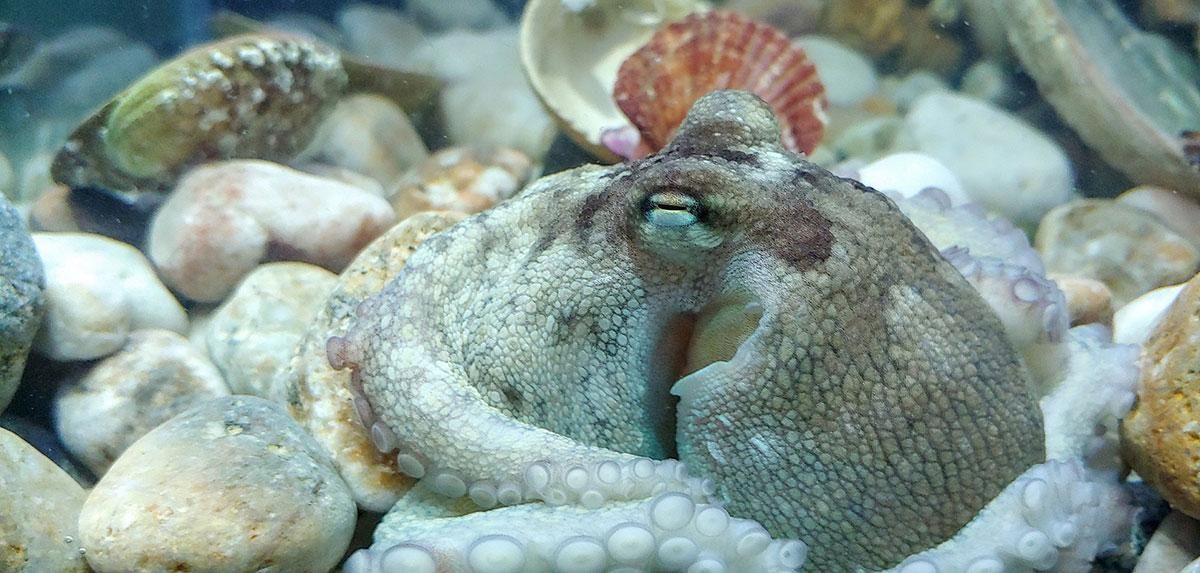 Los primeros pulpos del mundo criados en tanques