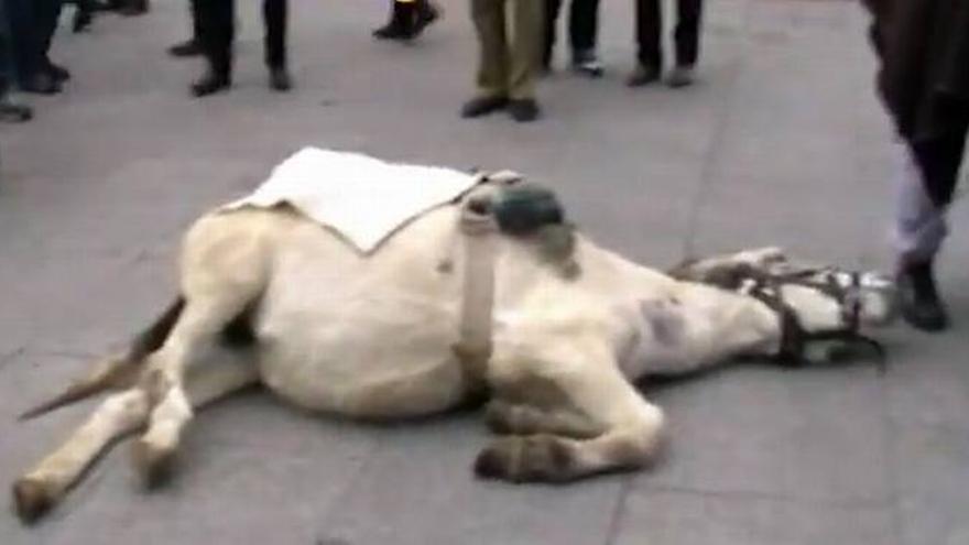 El Ayuntamiento Zaragoza niega que se explote a los burros de la Plaza del Pilar