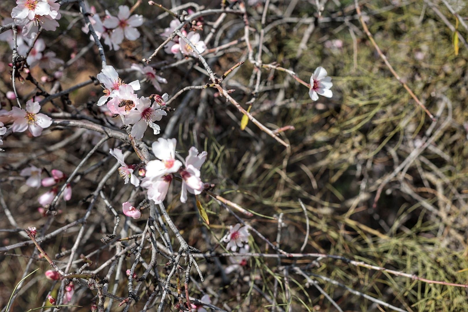 Rutas para disfrutar del almendro en flor organizadas por el Ayuntamiento de Santiago del Teide.