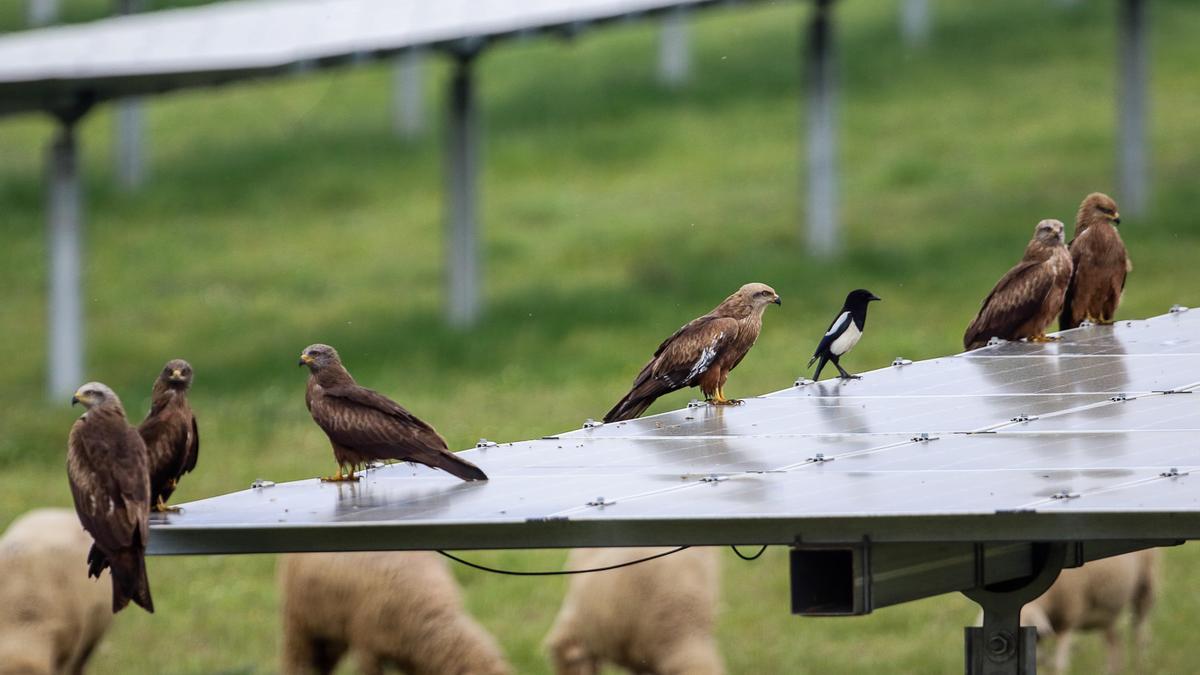 Grupo de aves rapaces, en uno de los paneles de fotovoltaica en La Solanilla.