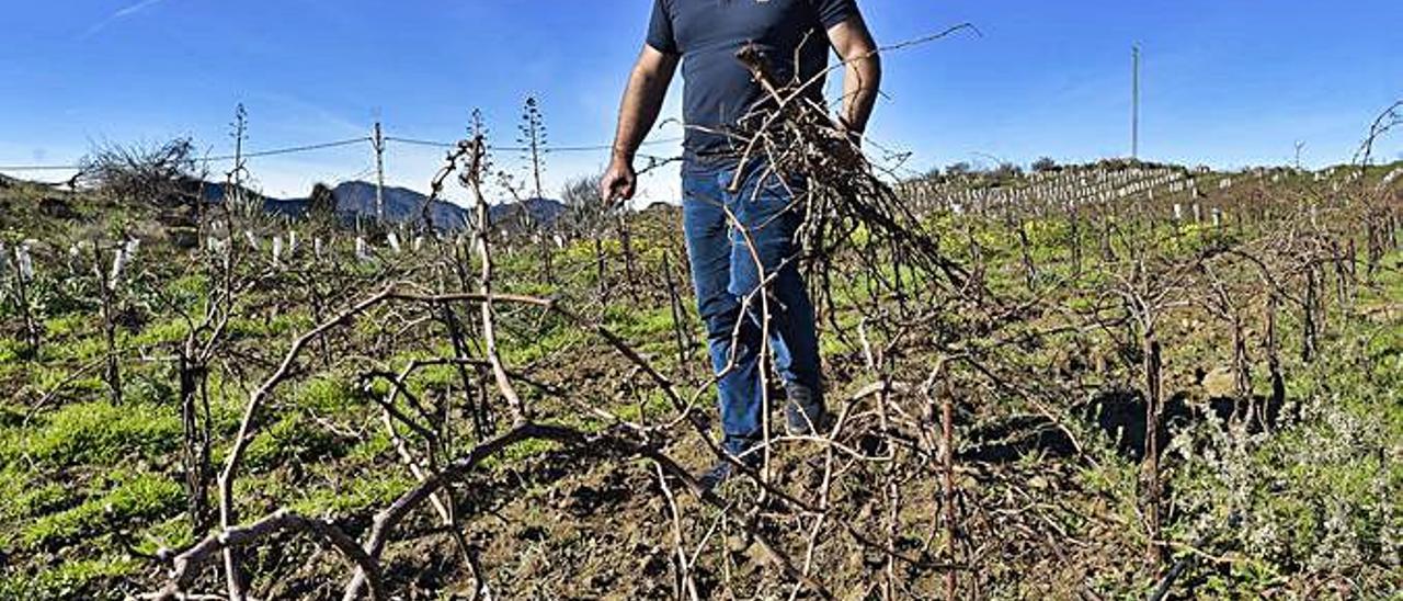 Tejeda mejora sus paisajes con              la recuperación de viñedos  | ANDRÉS CRUZ