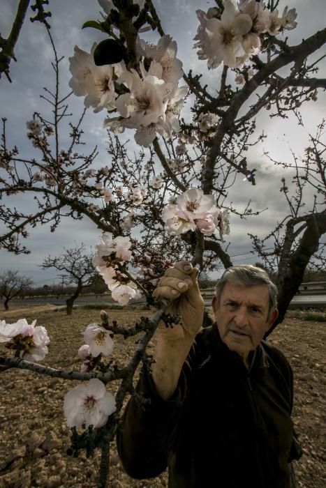 Los almendros comienzan la floración en Elche