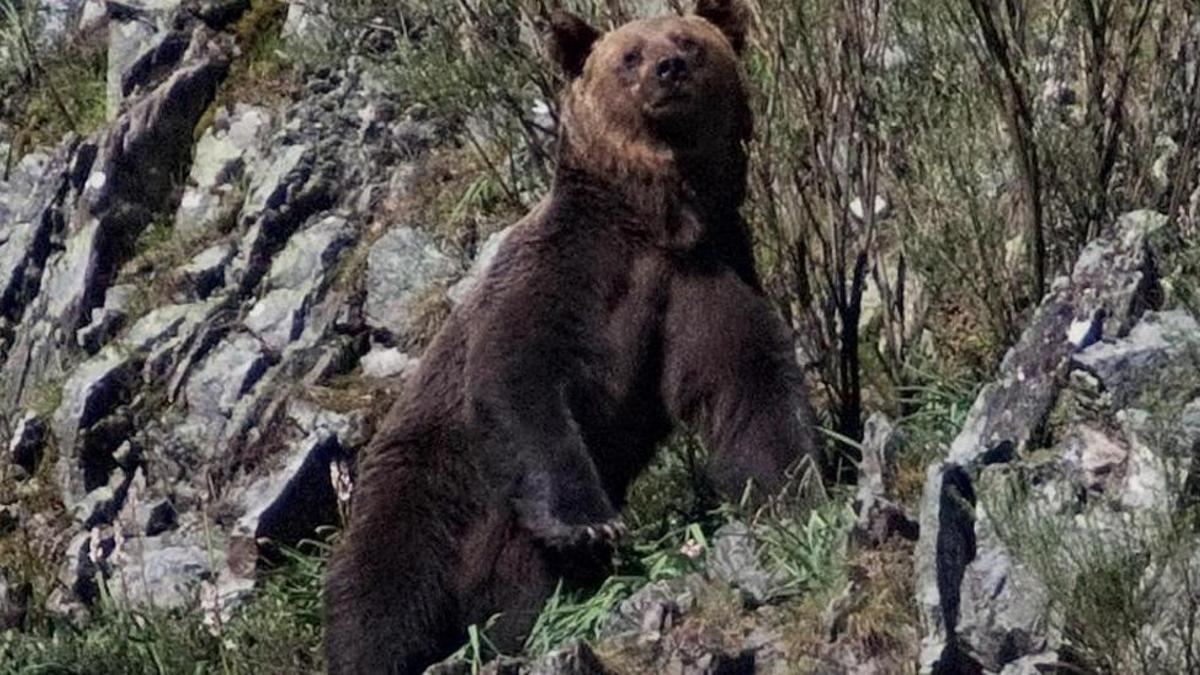 Un oso pardo en la zona de Cangas de Narcea, en la Cordillera Cantábrica.