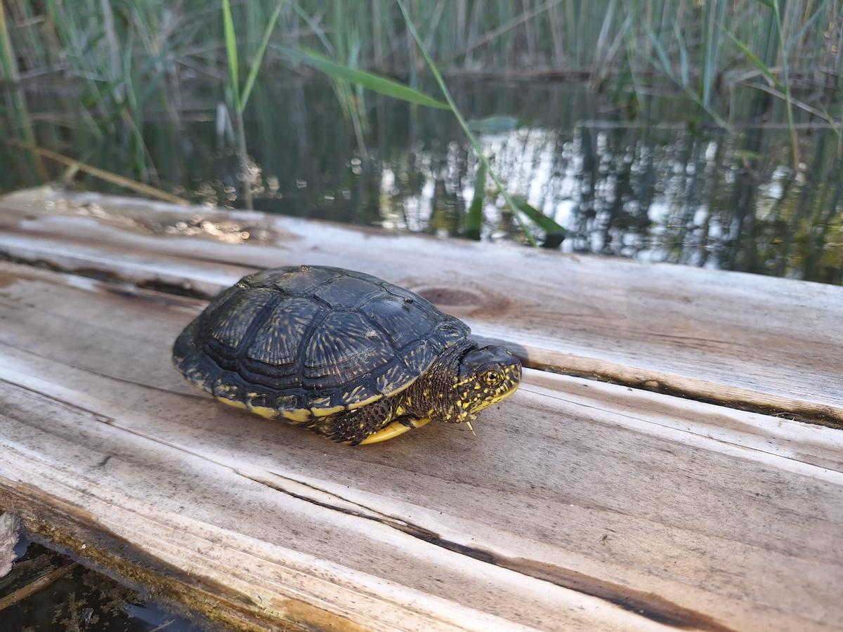 Tortuga censada.