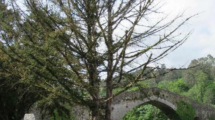 Un texu en peligro en Cangas de Onís