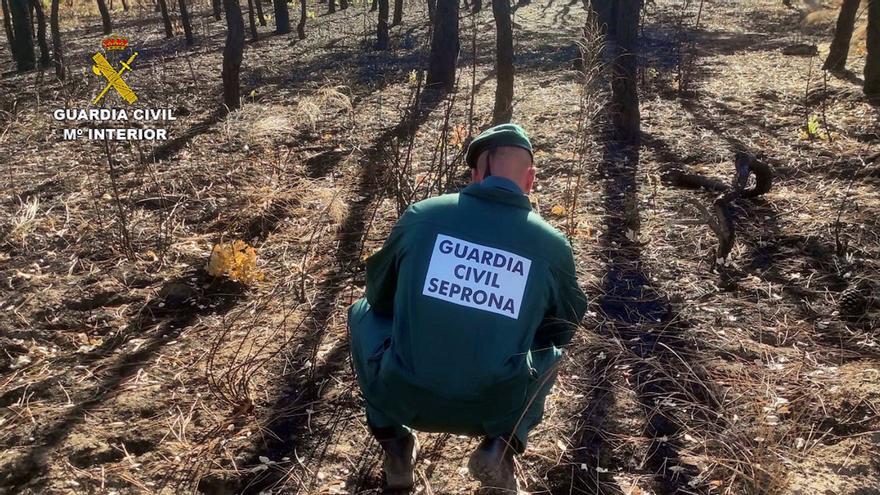 Un investigado como supuesto responsable de ocho incendios forestales en Talayuela