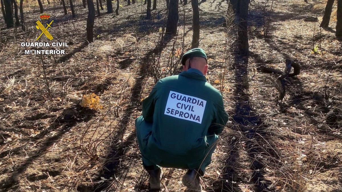 Un agente de la Guardia Civil, en una zona quemada.