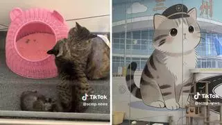 Un aeropuerto de China adopta a tres gatos callejeros y les da un curioso trabajo: formar su propia “patrulla antiratones”