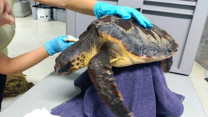 Una nueva vida para la tortuga marina ´Trébol´