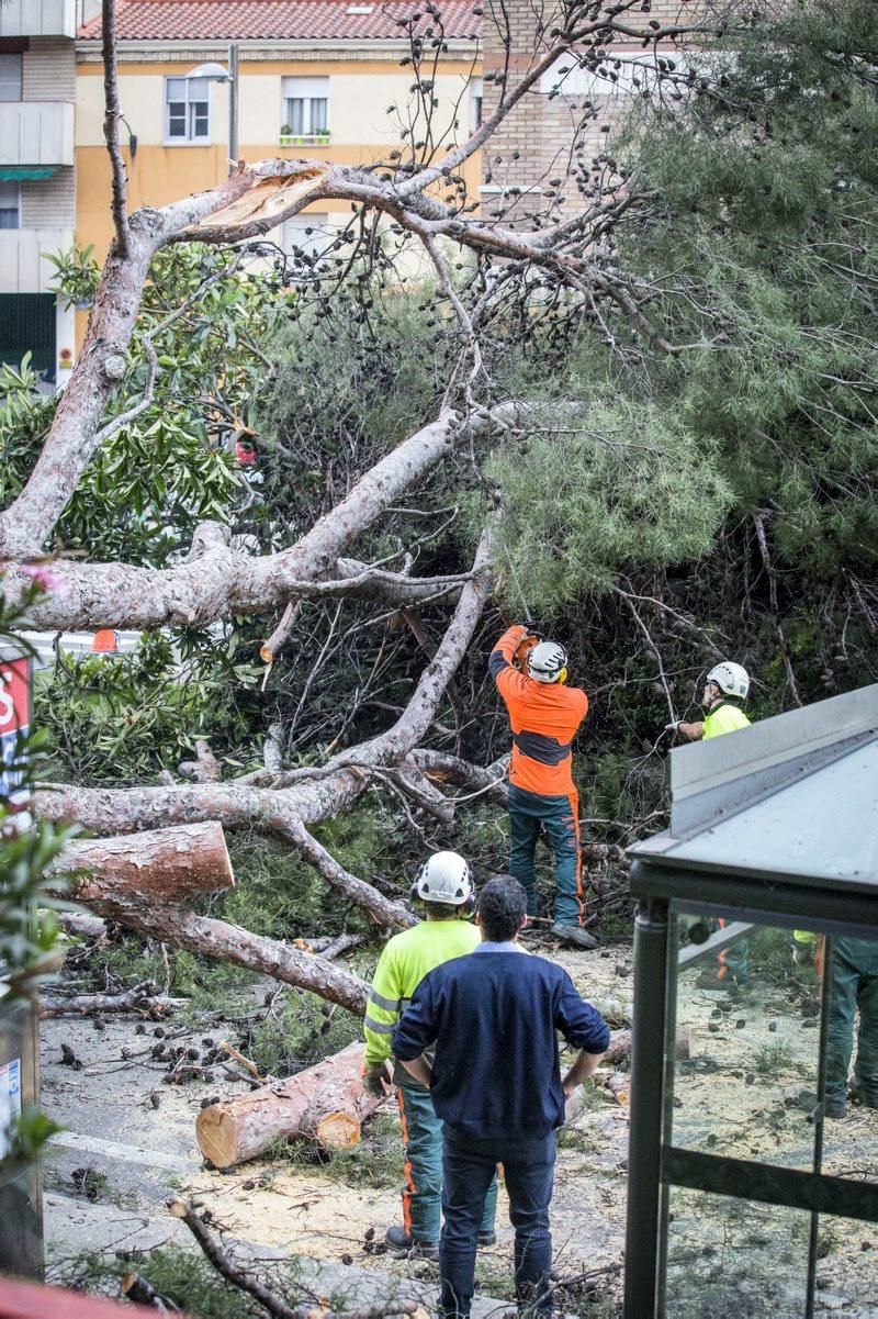 Imágenes de la caída de un árbol en la Calle Rioja