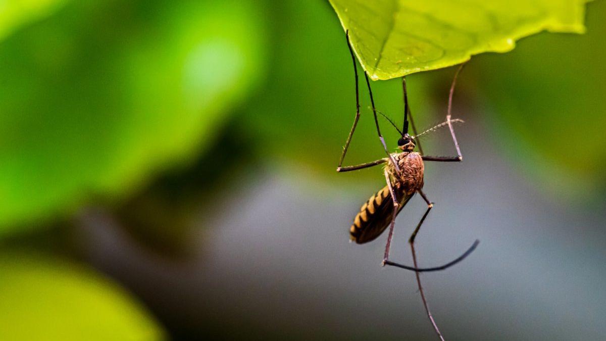 Los mejores repelentes para ahuyentar mosquitos