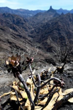 15-10-19 SUPLEMENTOS. ZONA CUMBRERA. ZONA CUMBRERA. Reportaje zonas quemadas tras dos meses. Reportaje triple entrega sobre el paisaje quemado, al cumplirse dos meses. La primera parte será Los tesosos de la Cumbre, en plan más positivo, con los brotes verdes, lugares que visitar. Un segundo con los héroes sin capa, sus protagonistas y una tercera con Lo que el fuego se llevó o Lo perdido, la parte más triste.  Fotos: Juan Castro.  | 15/10/2019 | Fotógrafo: Juan Carlos Castro