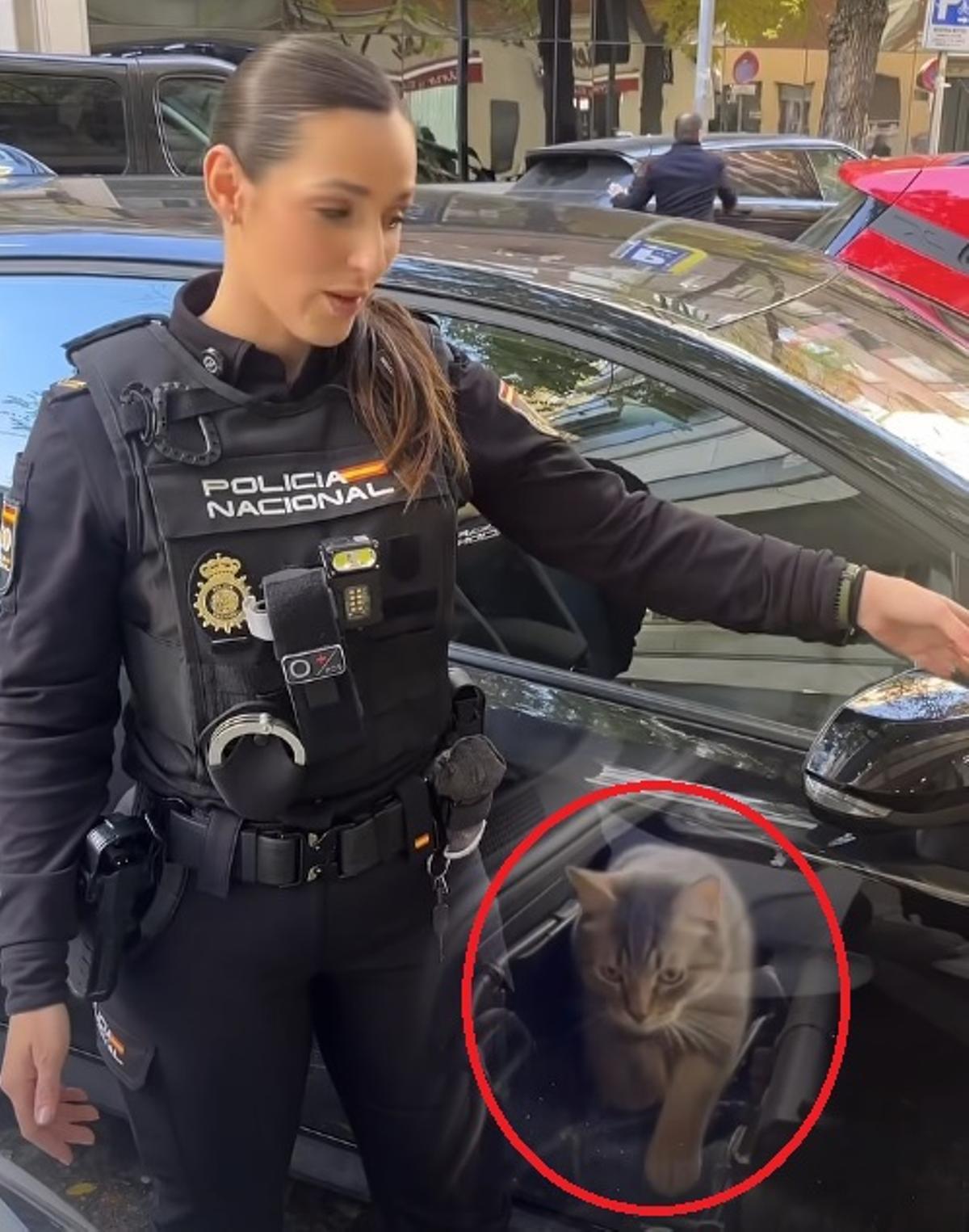 Un gato puede esconderse en zonas ocultas del coche.