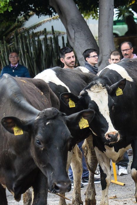 El Cabildo recibe 33 vacas