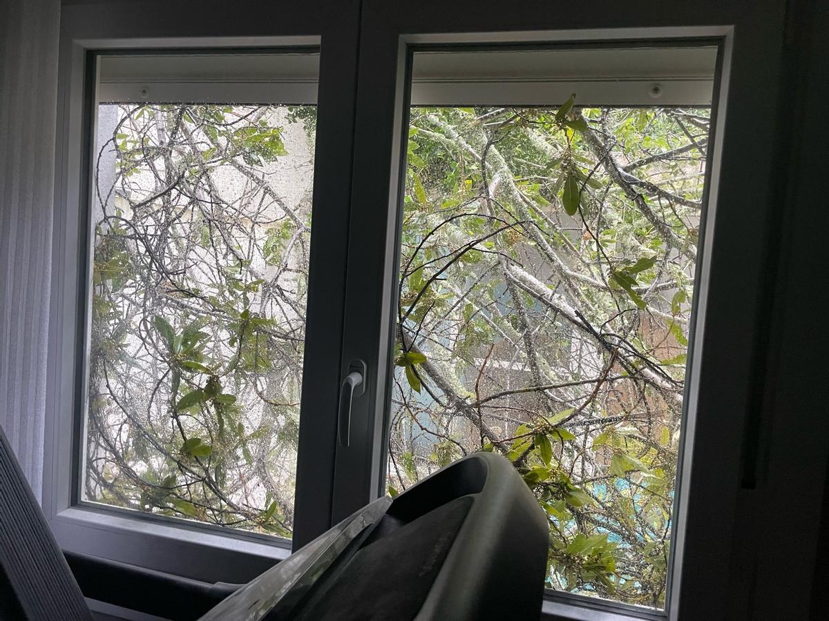 Un árbol caído en Vista Alegre visto desde una de las viviendas, ayer.