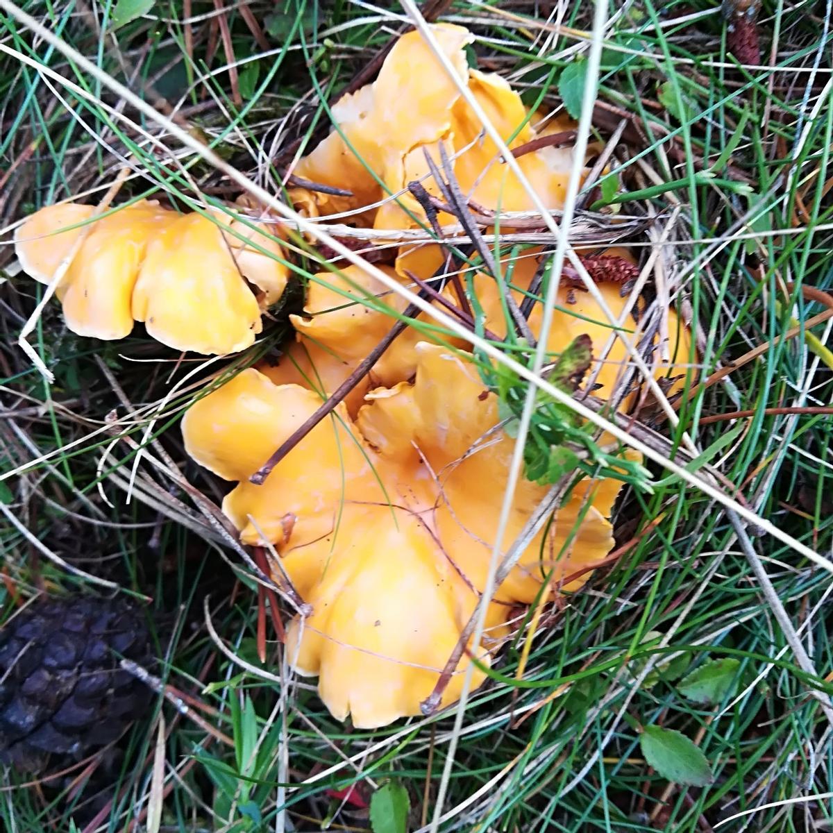 En el taller de setas se impartirán técnicas que permiten preservar las propiedades organolépticas de las setas .