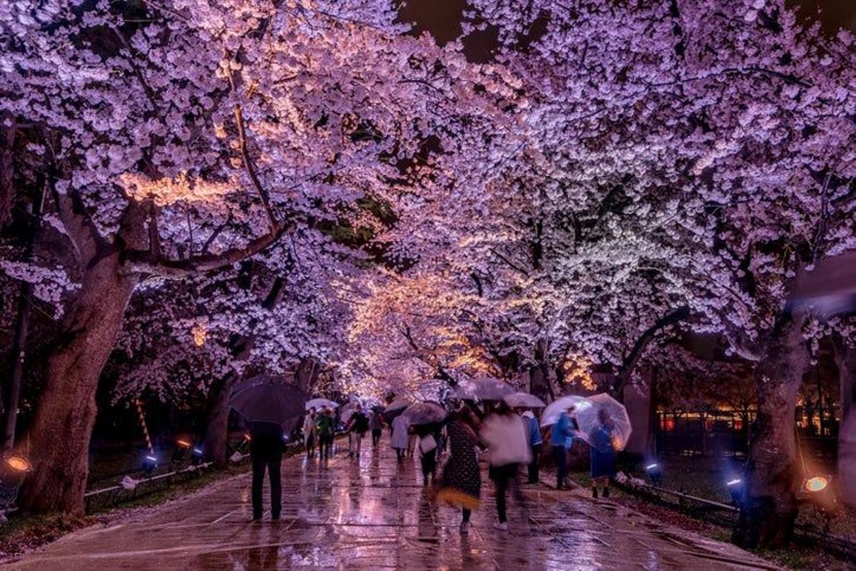 Cerezos en flor: Seis lugares en España para disfrutar de este