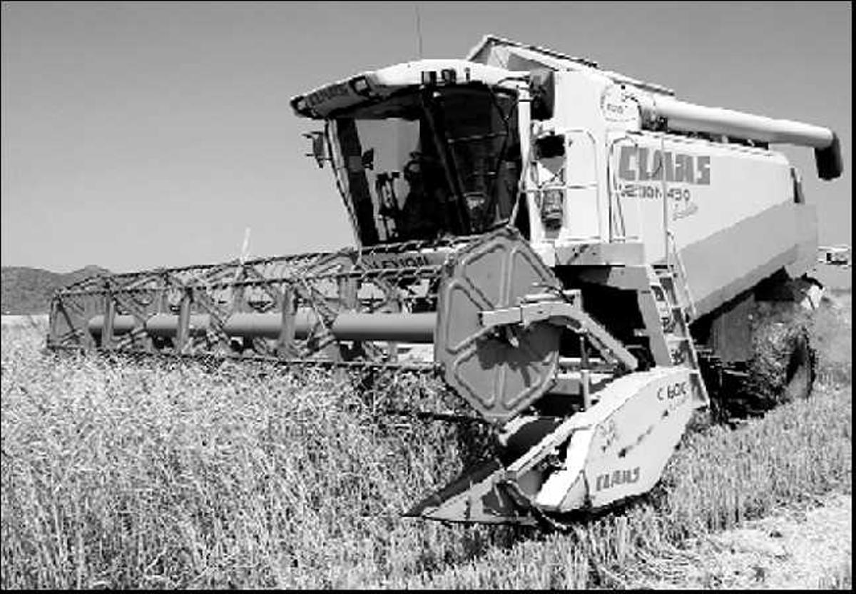 Una máquina

 realiza las labores de siega de arroz en el Marjal