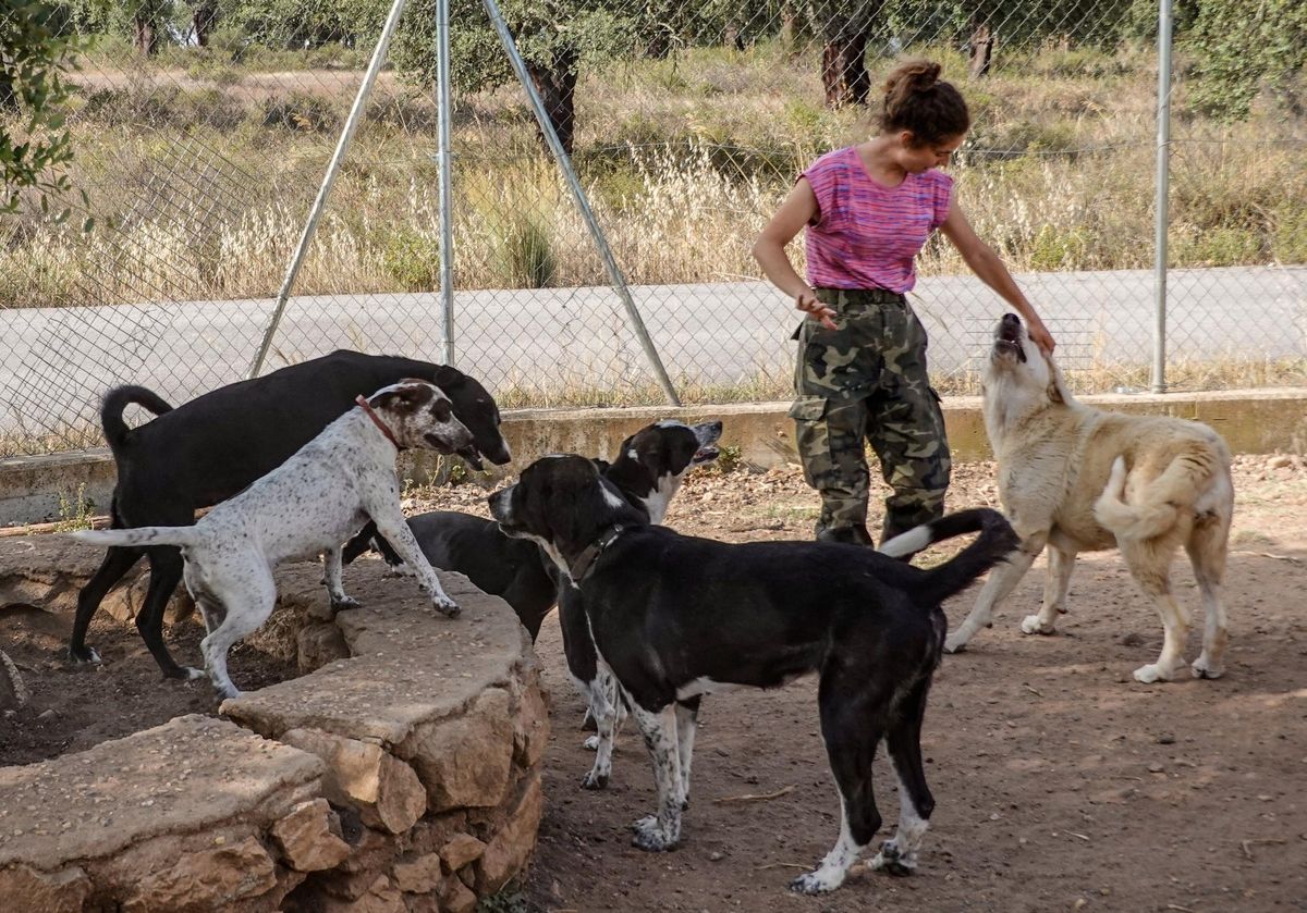 Una trabajadora vigila a algunos perros.