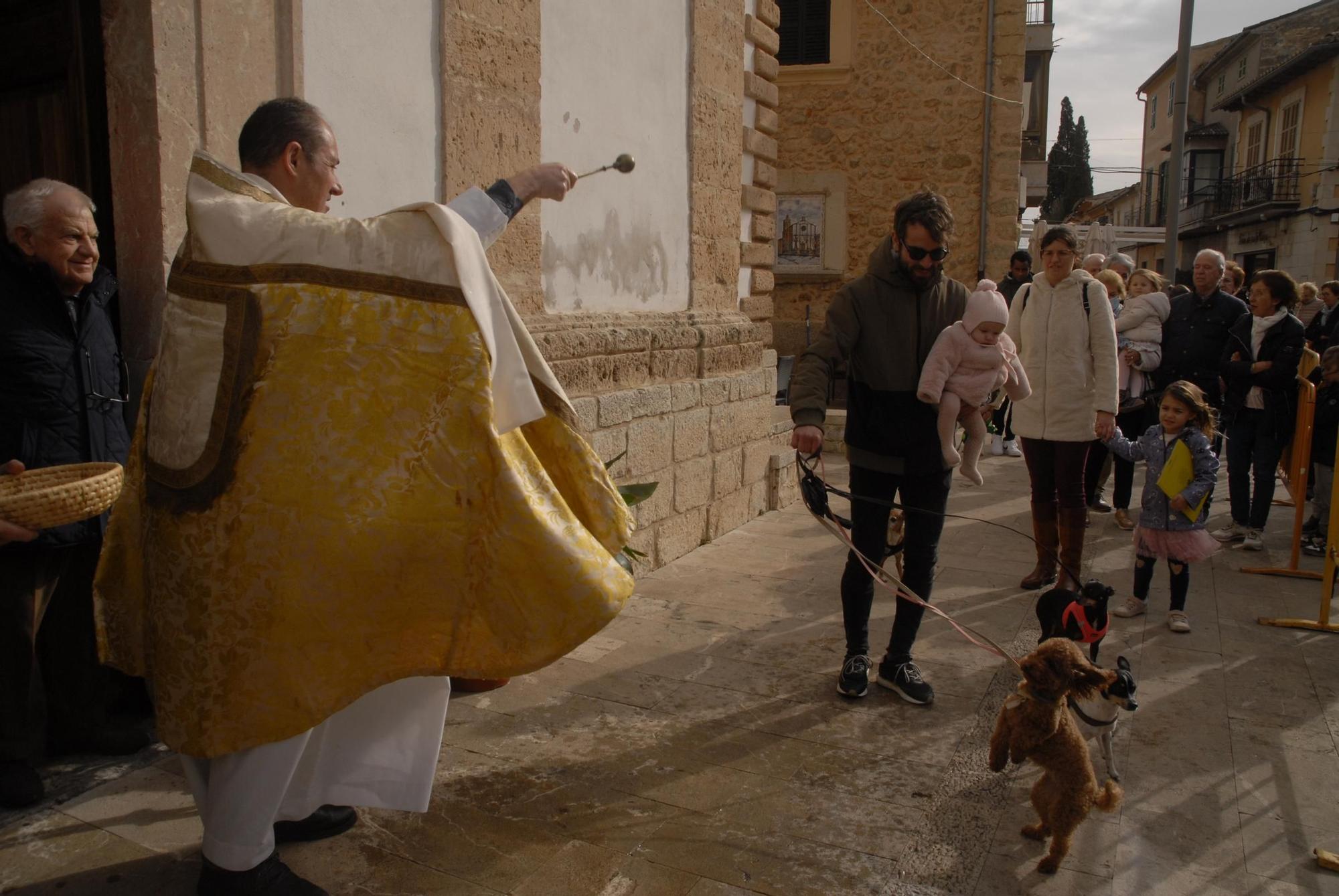 Sant Antoni | Las 'Beneïdes' de los pueblos de Mallorca, en imágenes