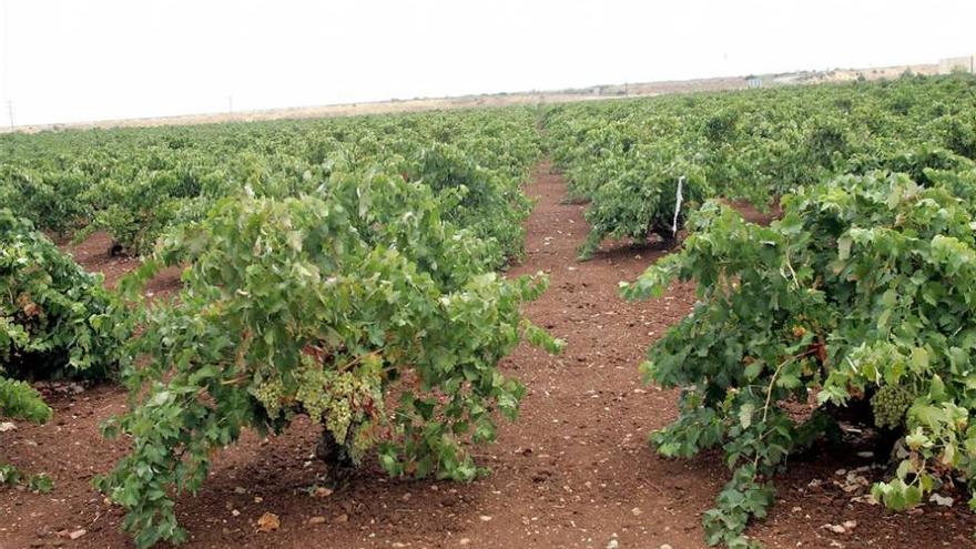 Agricultura delimita las 15.000 nuevas hectáreas de riego en Tierra de Barros