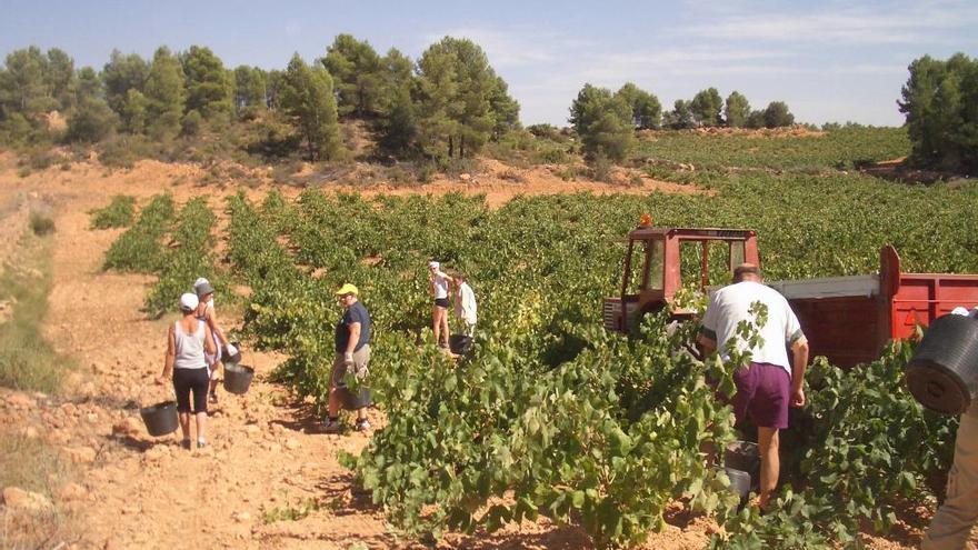 Cataluña presiona al Gobierno para que limite la superficie de viñedo para cavas valencianos