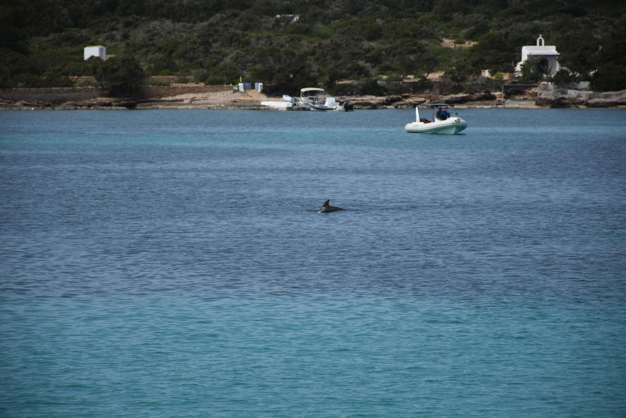 Delfines en  s'Espalmador