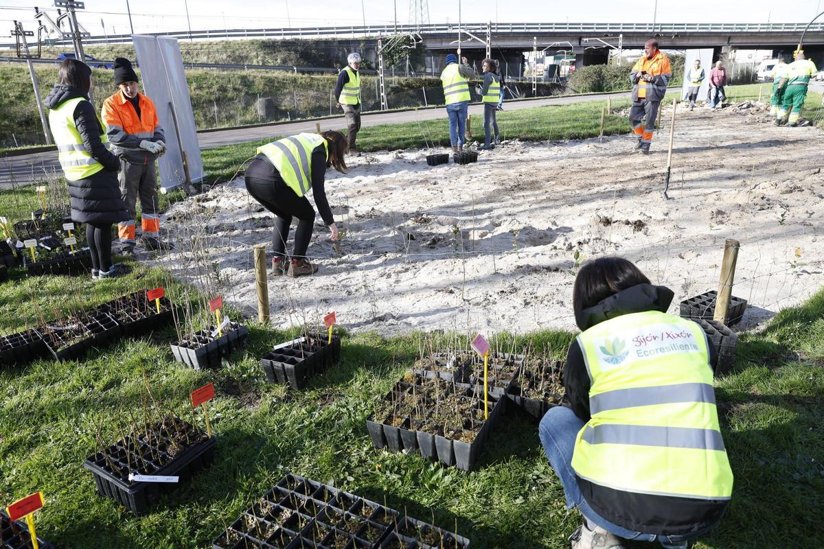 Labores de plantado en la zona oeste.