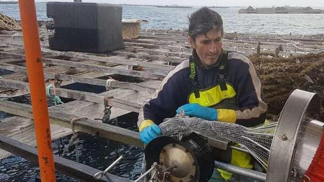 Encordado de la mejilla obtenida en la batea. // FdV