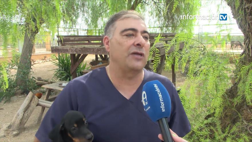 En verano disminuyen las adopciones de animales y aumenta su abandono