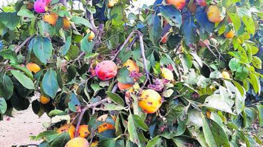 Un campo de naranjas afectado por el granizo, con abundante fruta en el suelo. | LEVANTE-EMV