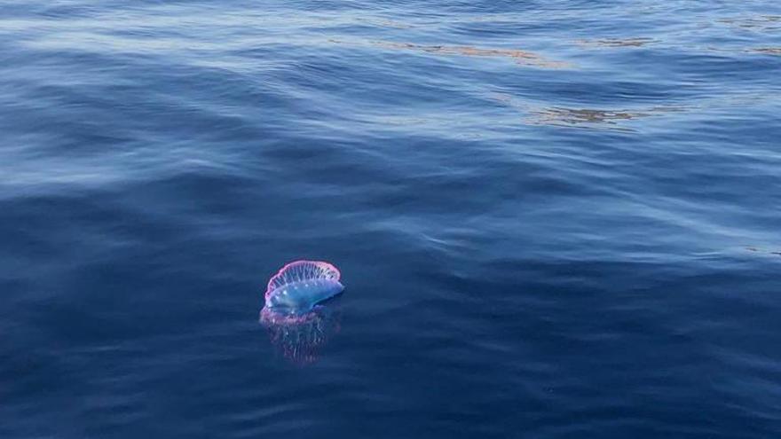 Una carabela portuguesa en aguas de la Costa Nord