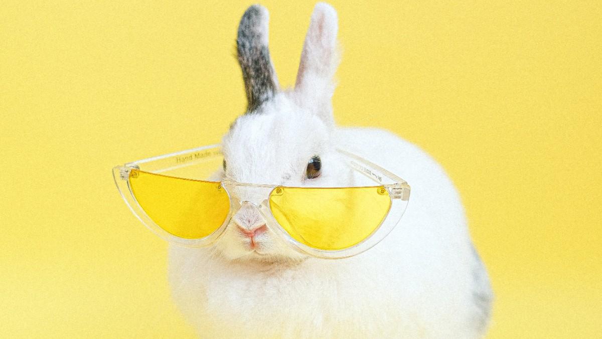 Conejo gafas