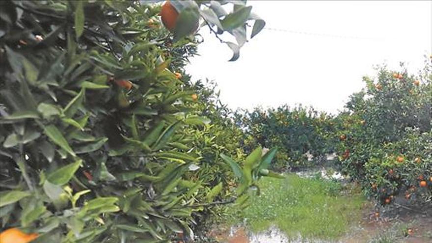 La lluvia estropea 100.000 toneladas de clementinas en la provincia