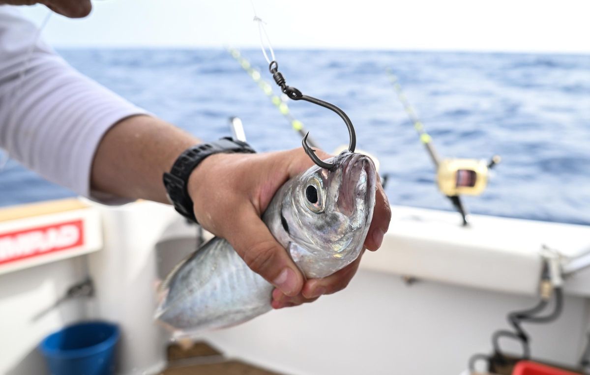 Uno de los marineras prepara el cebo vivo