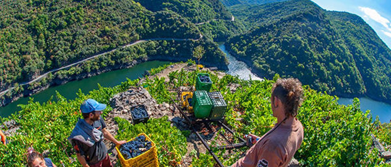 Vendima nos bancais da Ribeira Sacra.   // FOTO: ELI REGUEIRA