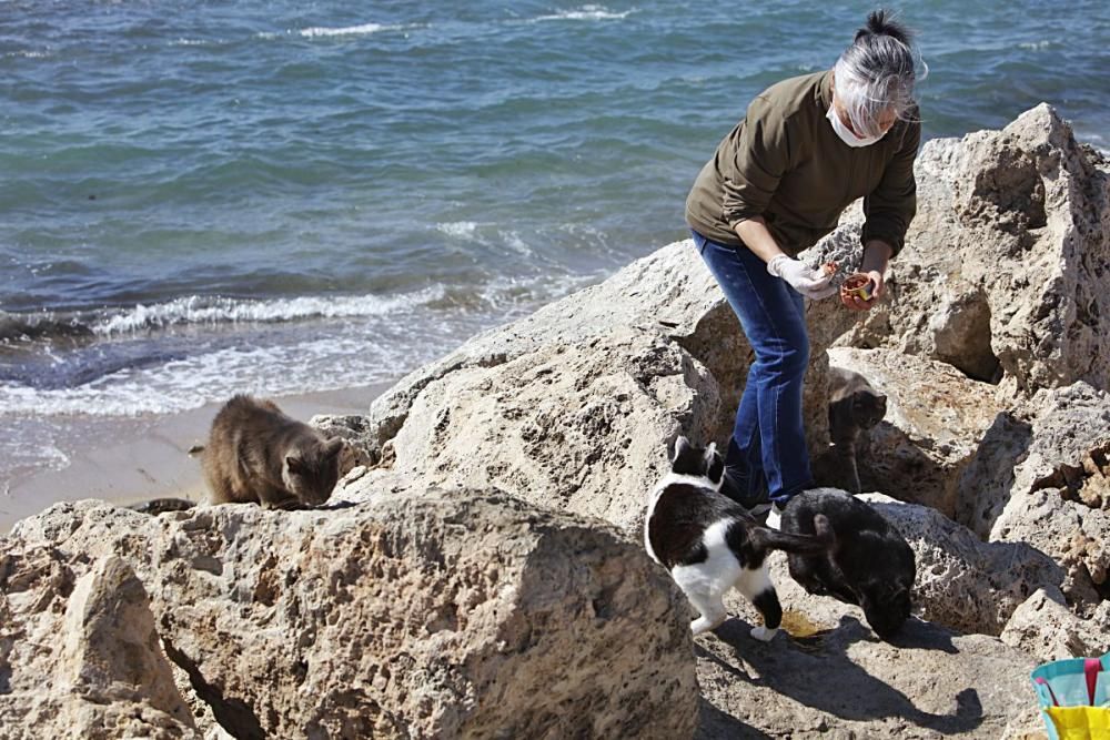 Die Katzen an Palmas Stadtstrand fristen ein trauriges Dasein.