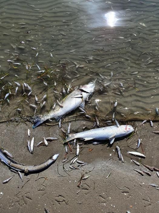 Mar Menor, una laguna sin vida