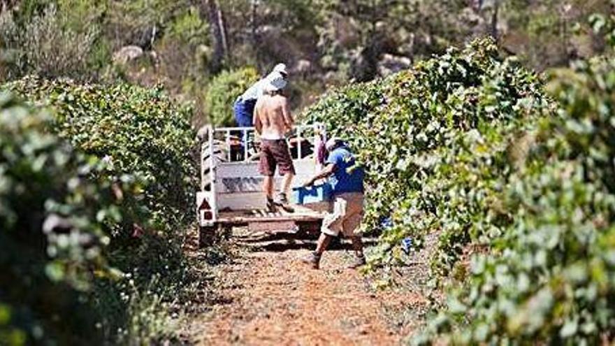 El Vi de la Terra de Ibiza roza los 200.000 litros de producción este año