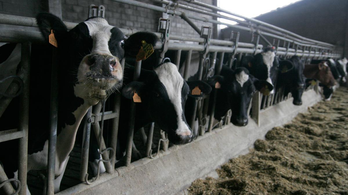 Vacas de leche en una granja