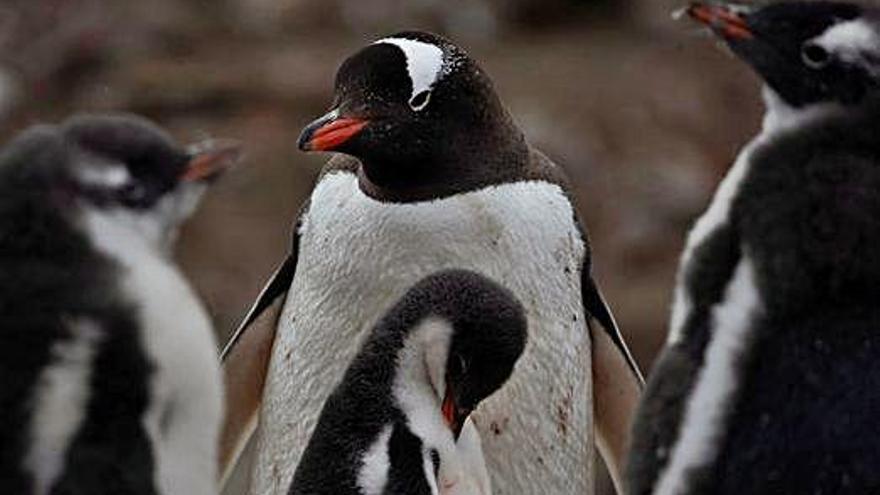 Preocupació per la «dràstica» reducció de pingüins a l&#039;Antàrtida
