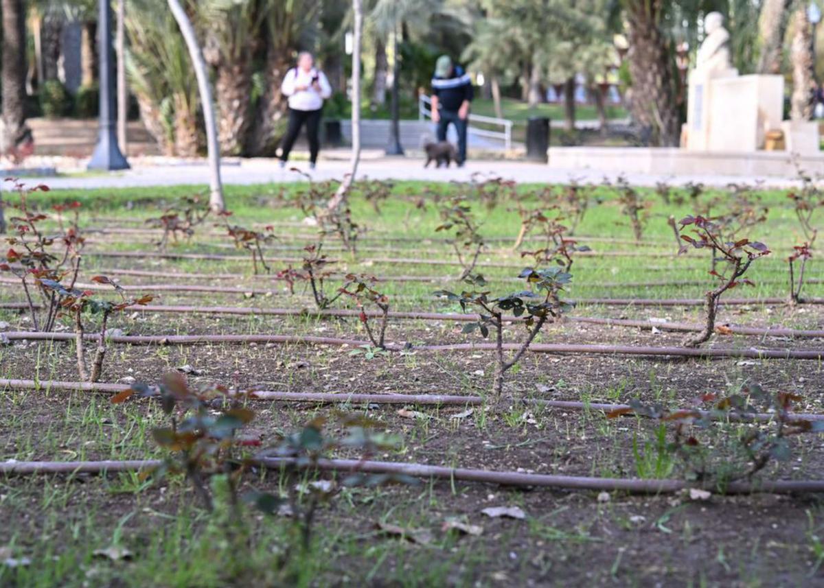 Los rosales del Parque Municipal serán mantenidos por una empresa. | ÁXEL ÁLVAREZ