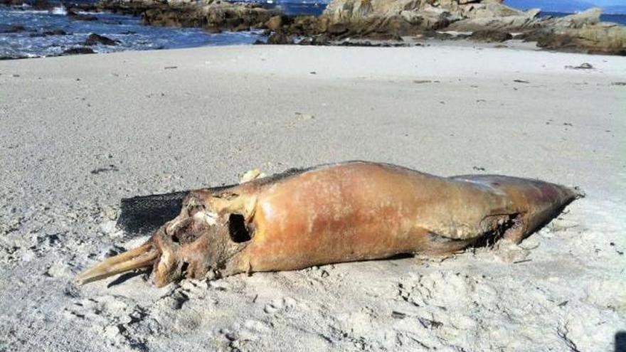 Los restos de un mamífero marino de considerables dimensiones, localizado ayer en San Vicente.