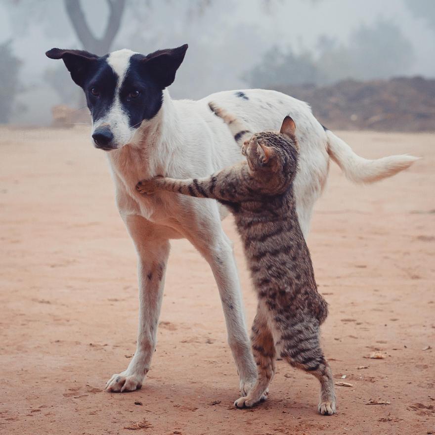 Una buena presentación es clave para que perro y gato tengan una buena relación.