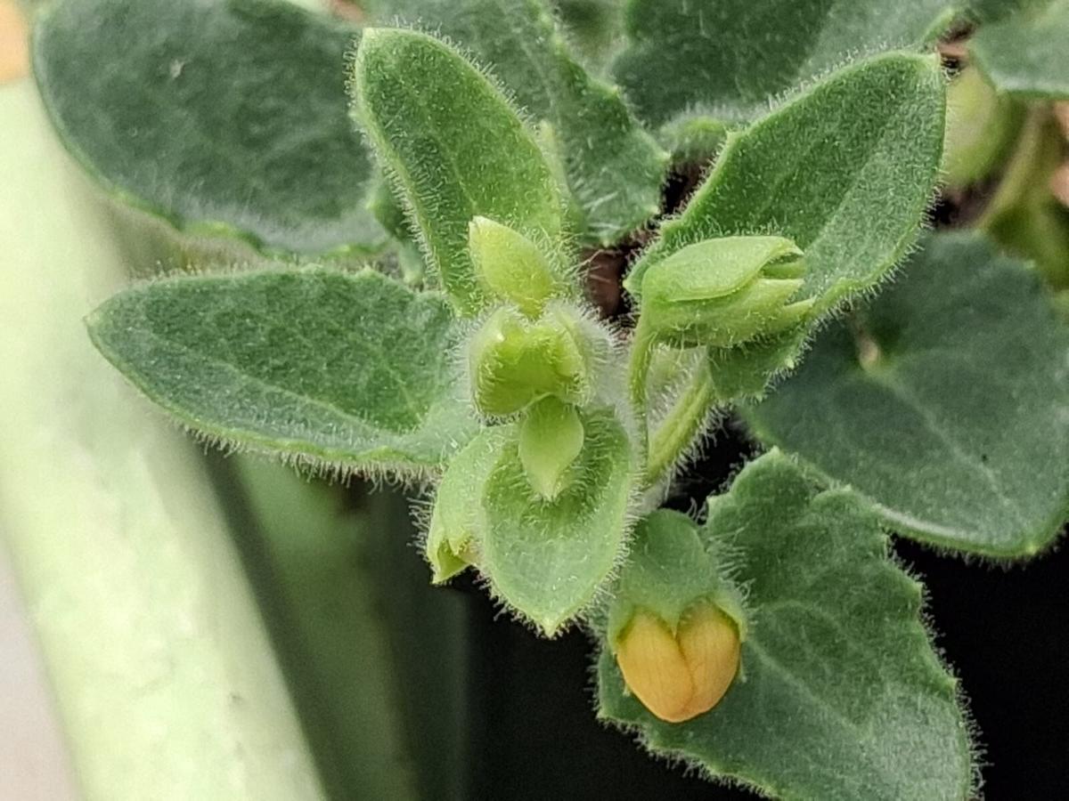 El Banco de Germoplasma Vegetal Andaluz: El Arca de Noé que custodia en Córdoba el futuro de la flora silvestre El Banco de Germoplasma Vegetal Andaluz: El Arca de Noé que custodia en Córdoba el futuro de la flora silvestre