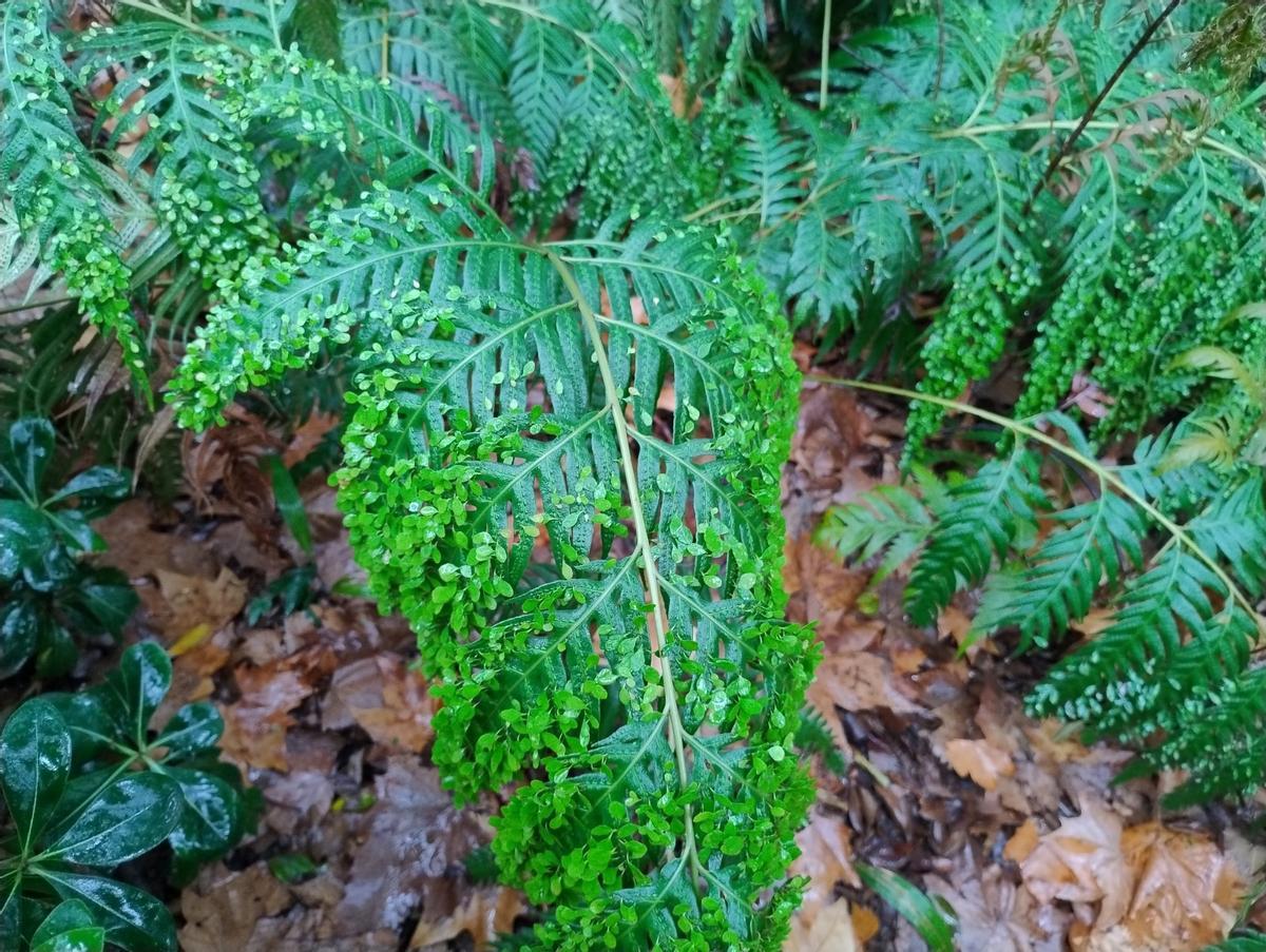 El nombre científico de este helecho de cadena es "Woodwardia prolifera Hook. &amp; Arn"